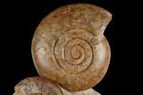 Tall, Jurassic Ammonite (Hammatoceras) Display - France #174930-2
